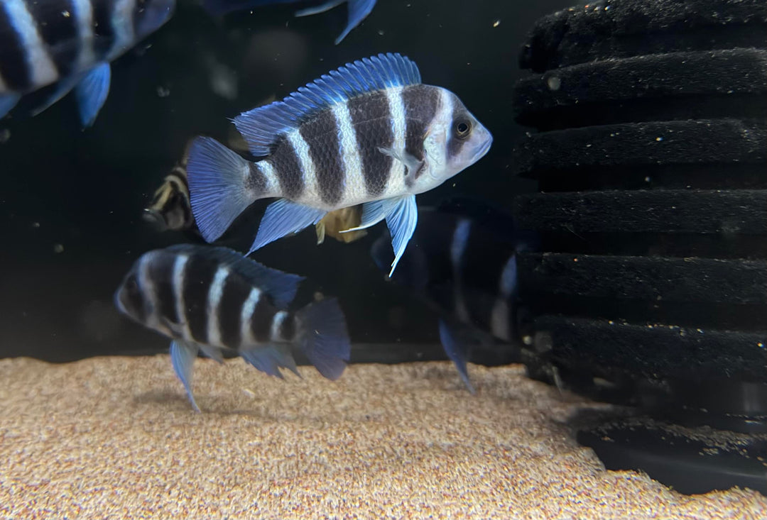 Super Compressicep (Altolamprologus compressiceps) – The