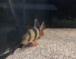 Clown Loach (Chromobotia macracantha) - Medium