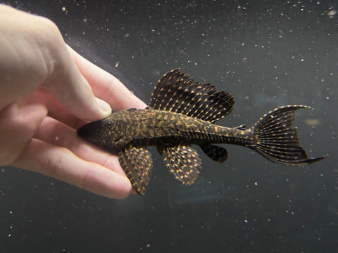 L-001 Gold Spot Pleco (Pterygoplichthys joselimaianus)