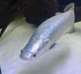 Platinum Arapaima (Arapaima gigas)