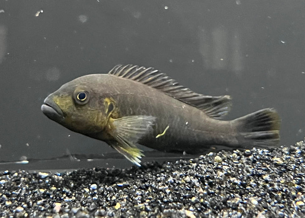 Pseudotropheus Purpuratus Orange Face The Waterfront SLC
