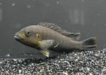 Pseudotropheus Purpuratus Orange Face