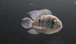 Blue Acara (Andinoacara pulcher)
