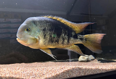 Nicaraguan Cichlid (Hypsophrys nicaraguensis) - WYSIWYG