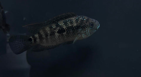 Jack Dempsey (Rocio octofasciata) Medium