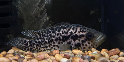 Jaguar Cichlid (Parachromis managuensis) Med-Large