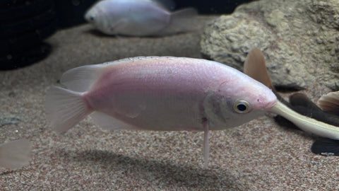 Kissing Gourami (Helostomatemminckii) XLarge