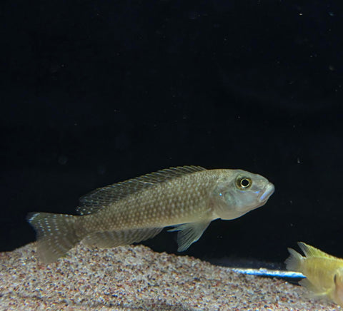 Lamprologus Callipterus