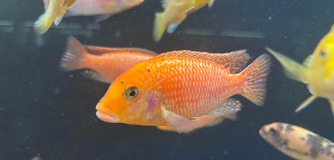 Dragon Blood Peacock Hybrid (Aulonocara sp.)