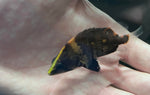 New Guinea Tiger (NGT) Datnoid (Datnioides campbelli)
