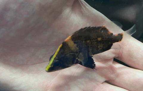 New Guinea Tiger (NGT) Datnoid (Datnioides campbelli)