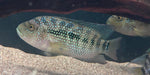 Jack Dempsey (Rocio octofasciata)