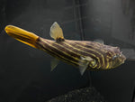 Fahaka Pufferfish - Jumbo T156 WYSIWYG