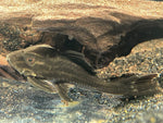 L-27c Thunderline Royal Pleco (Panaque armbrusteri)
