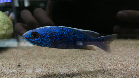 Blue Fryeri (Sciaenochromis fryeri)
