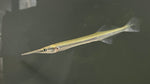 Asian Needlefish (Xenentodon cancila)
