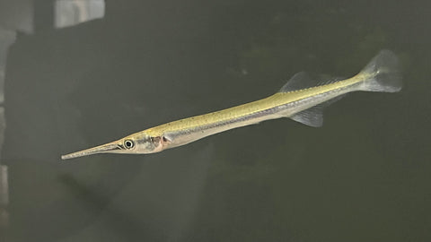 Asian Needlefish (Xenentodon cancila)