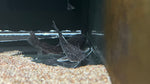 Maculata Catfish (Wertheimeria maculata)