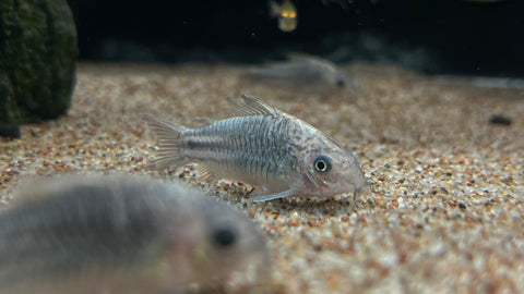 C-123 Peru Yellow Cory (Corydoras sp.)