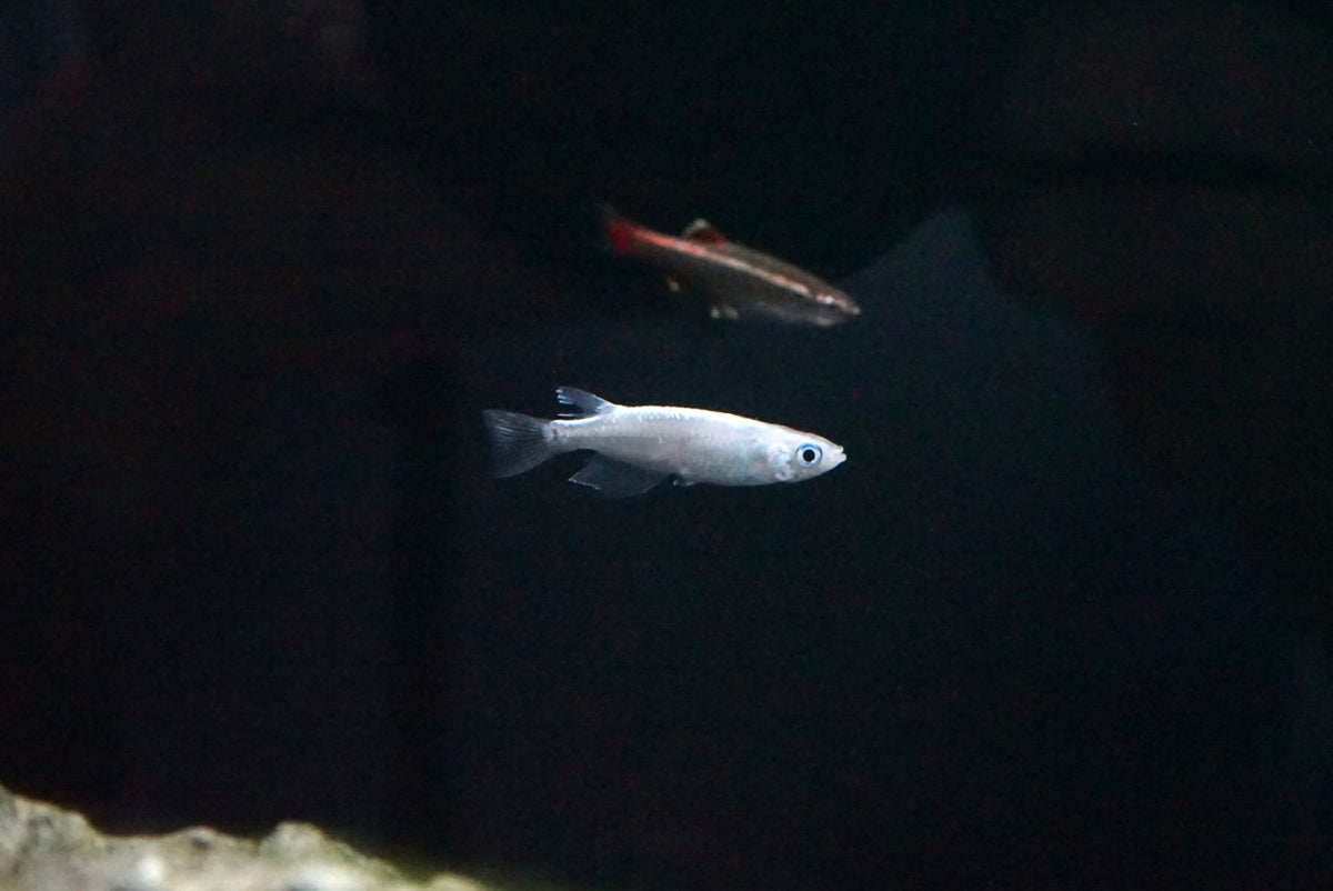 Platinum Medaka Rice Fish (Oryzias latipes var Platinum) – The ...