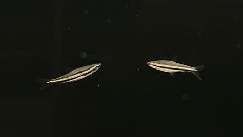 Three Stripe Pencilfish (Nannostomus trifasciatus)