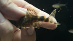 L-103 Clown Pleco (Panaqolus maccus)