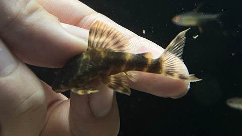 L-103 Clown Pleco (Panaqolus maccus)