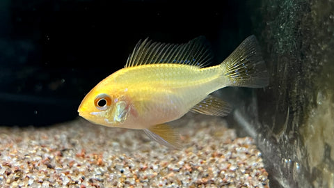 Gold Ram (Mikrogeophagus ramirezi var. "Gold")