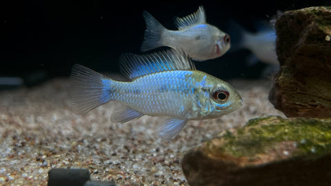 Electric Blue Ram (Mikrogeophagus ramirezi)