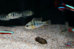 German Blue Ram (Mikrogeophagus ramirezi)