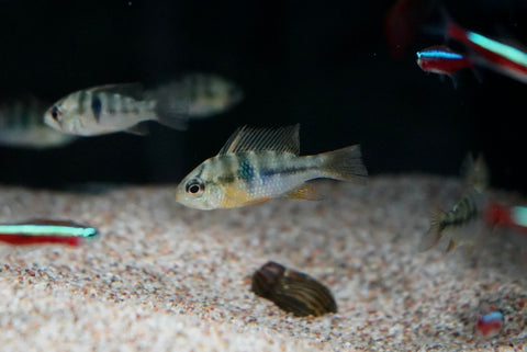 German Blue Ram (Mikrogeophagus ramirezi)