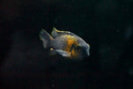 Tropheops Red Cheek Cichlid (Pseudotropheus tropheops)