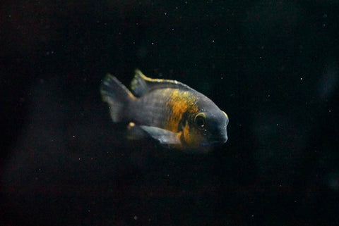 Tropheops Red Cheek Cichlid (Pseudotropheus tropheops)