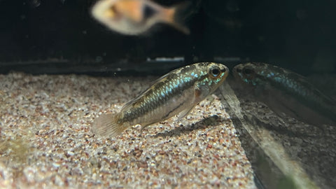 Apistogramma trifasciata