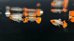 Red Nose Snakeskin Guppy (Poecilia reticulata) - Pair