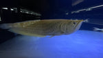 Polka Dot Arowana (Osteoglossum bicirrhosum) - *SUPER RARE* (please read description)
