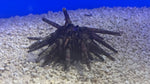 Pencil Urchin (Eucidaris tribuloides)
