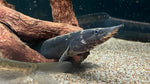 Peanut Eel (Macrognathus notopthalmus)