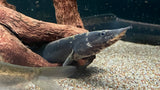 Peanut Eel (Macrognathus notopthalmus)