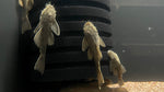 Shortfin Green Dragon Bristlenose Pleco (Ancistrus cirrhosus var.) - Medium