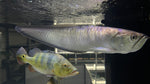 Black Arowana (Osteoglossum ferreirai) - Jumbo (WYSIWYG, Cargo only)
