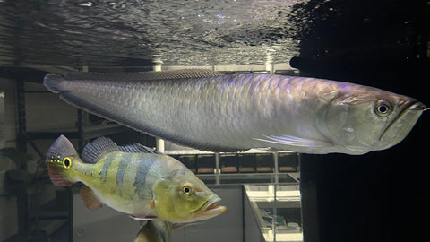 Black Arowana (Osteoglossum ferreirai) - Jumbo (WYSIWYG, Cargo only)