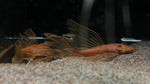 Longfin Super Red Bristlenose Pleco (Ancistrus sp. "super red") - Trio