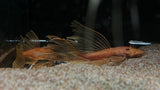 Longfin Super Red Bristlenose Pleco (Ancistrus sp. "super red") - Trio