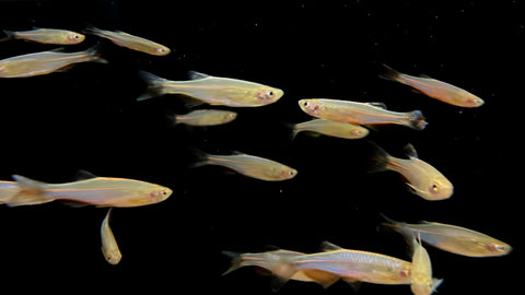 Pearl Danio (Danio albolineatus)