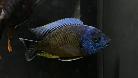 Copadichromis quadrimaculatus