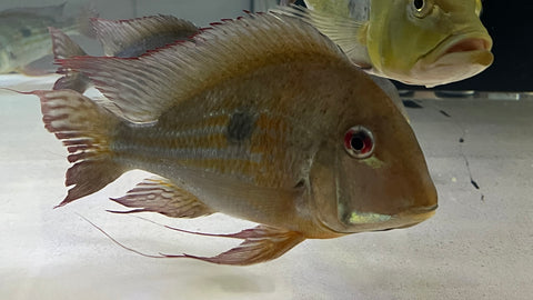 Geophagus winemilleri - JUMBO