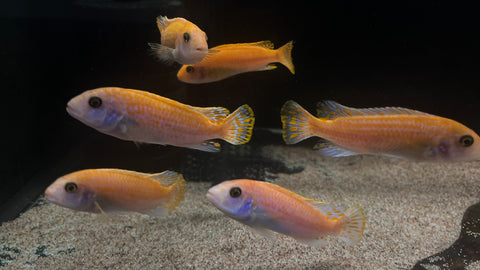 Red Exasperatus Cichlid (Labidochromis Exasperatus)