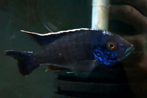 Blue Peacock Cichlid (Aulonocara sp.) - T142