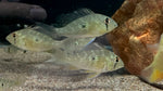 Threadfin Acara (Acarichthys heckelii) - Small
